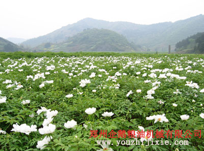 牡丹籽油設(shè)備 牡丹籽油成套生產(chǎn)線(圖1) 牡丹籽榨油機